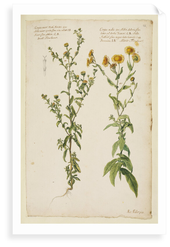 Small and middle flea-bane by Richard Waller