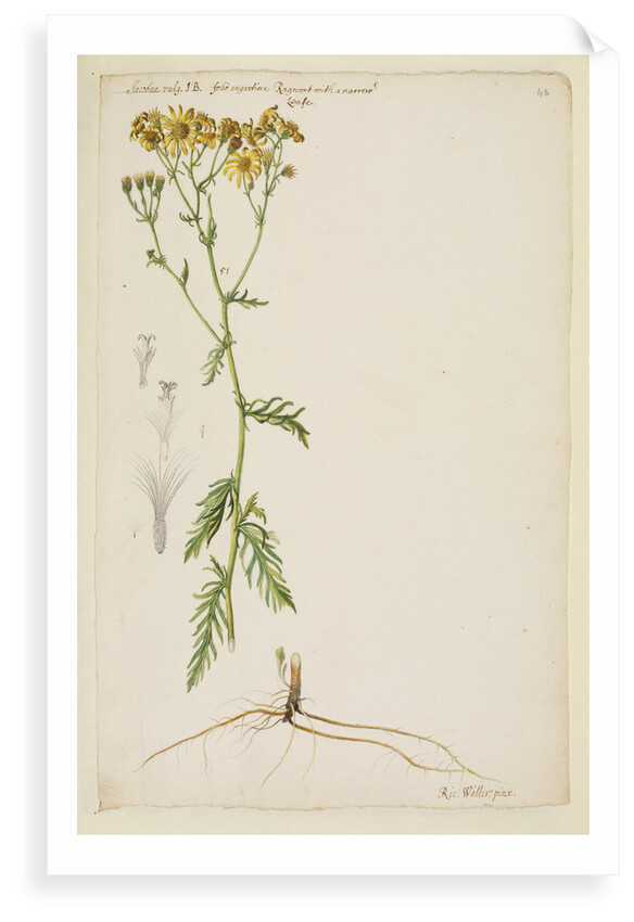 Ragwort with narrow leaf by Richard Waller