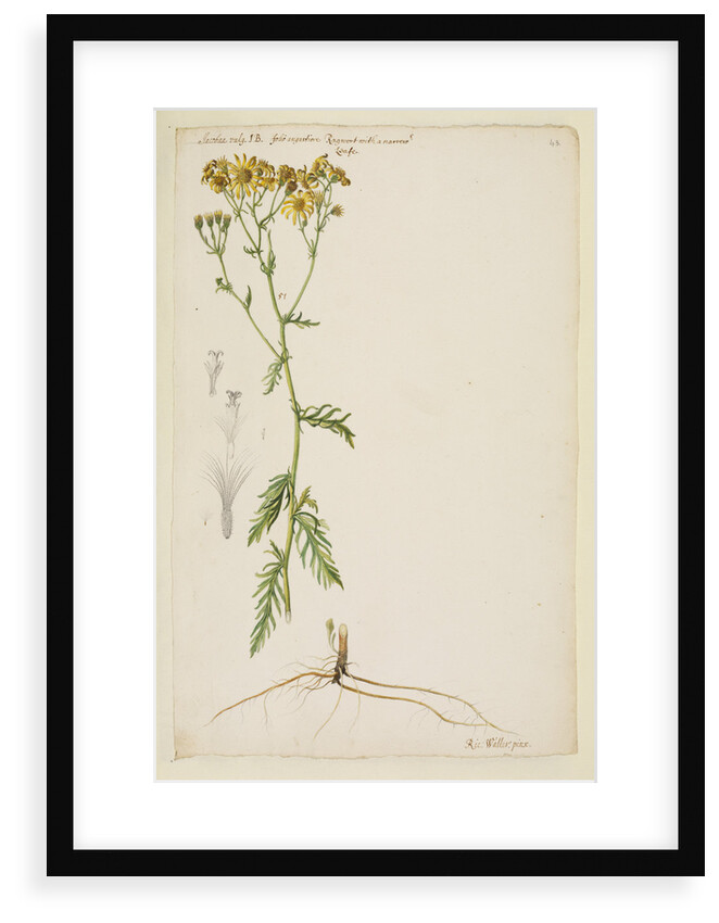 Ragwort with narrow leaf by Richard Waller