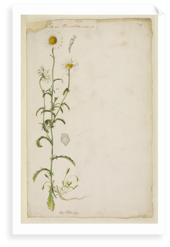 Ox-eye daisy by Richard Waller