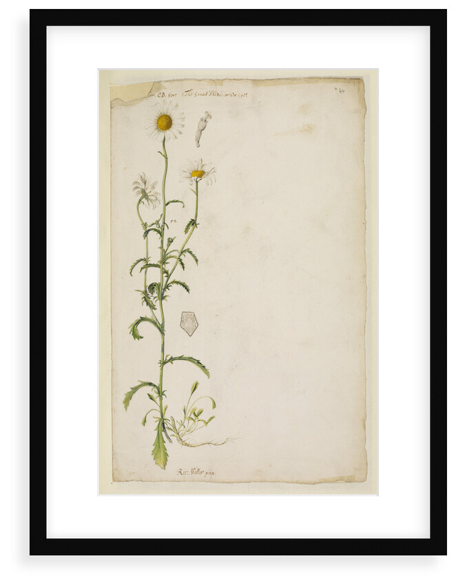 Ox-eye daisy by Richard Waller