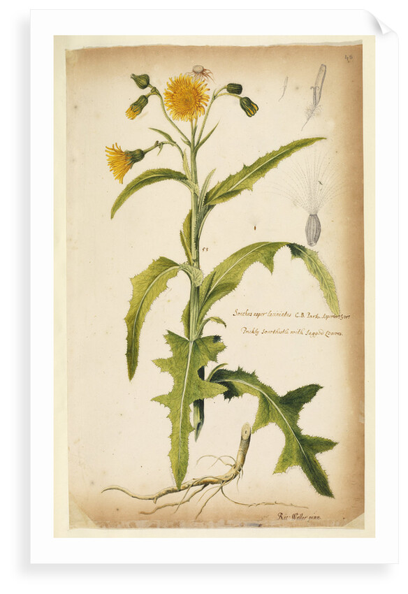 Prickly sow-thistle with jagged leaves by Richard Waller