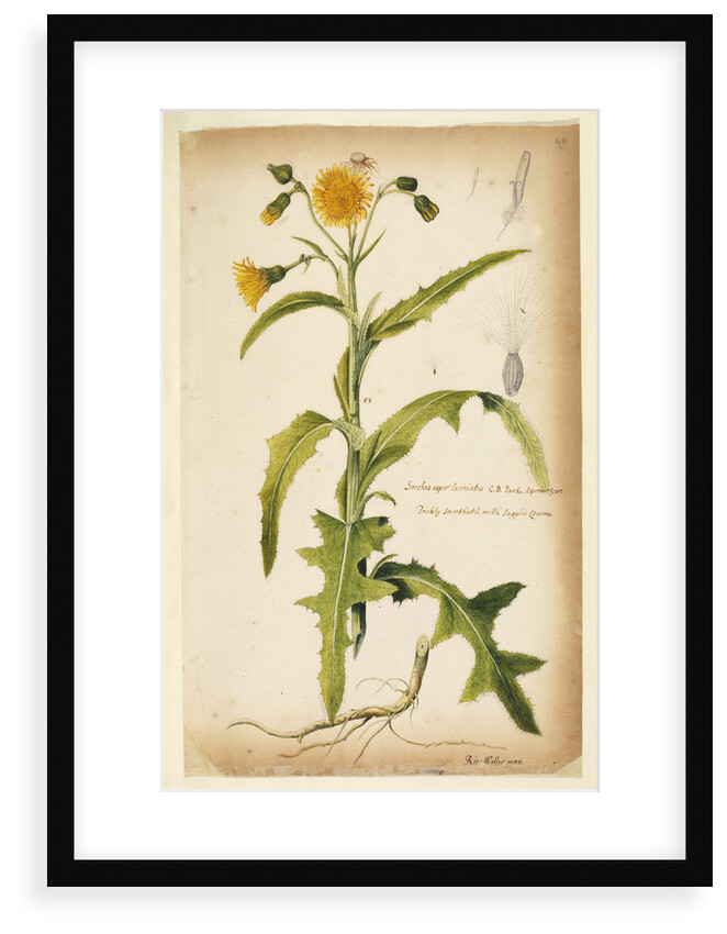 Prickly sow-thistle with jagged leaves by Richard Waller