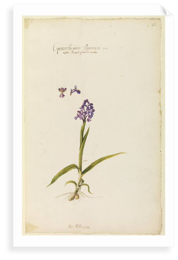 Little purple flowered orchid by Richard Waller
