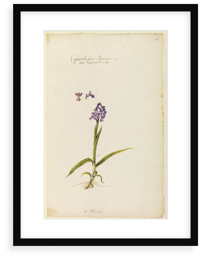 Little purple flowered orchid by Richard Waller