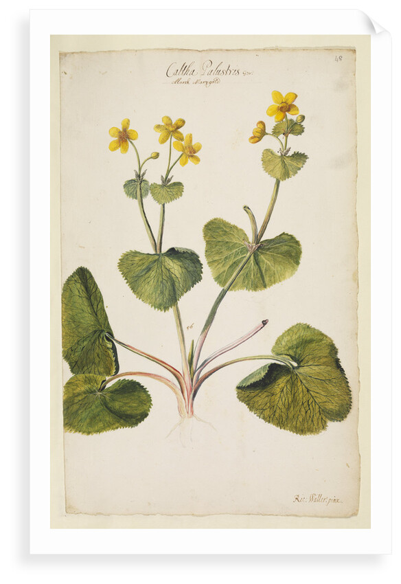 Marsh marigold by Richard Waller