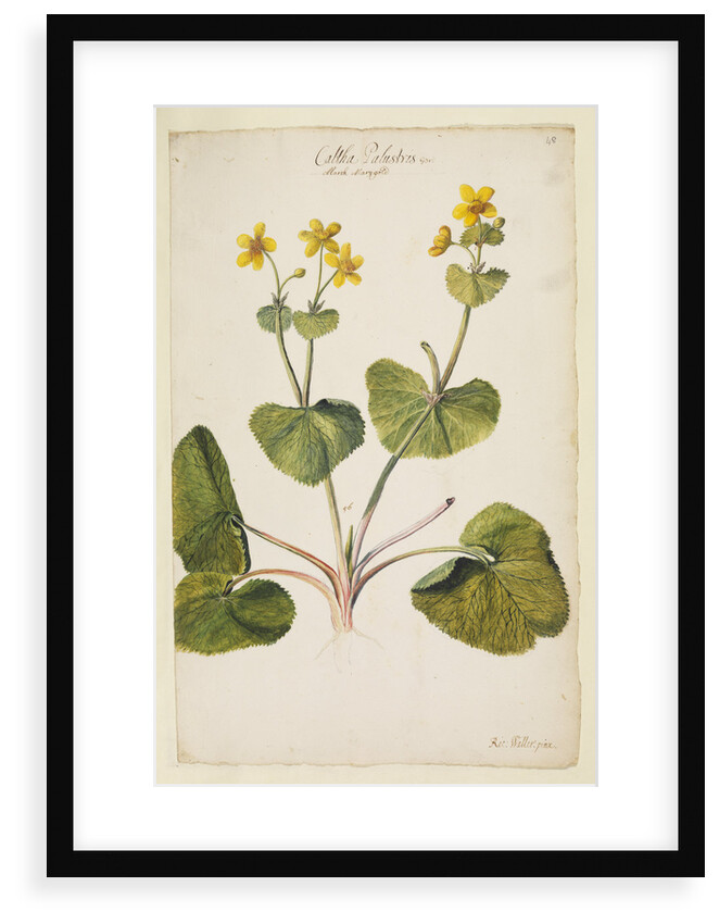 Marsh marigold by Richard Waller