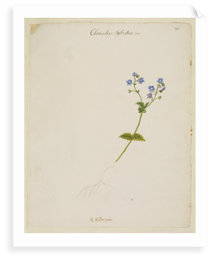 Germander speedwell by Richard Waller
