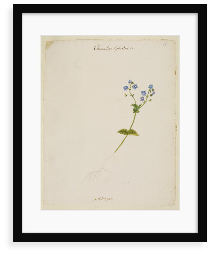 Germander speedwell by Richard Waller