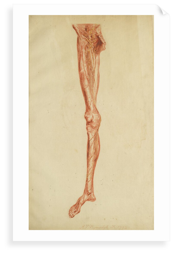 Anatomical study of leg and foot by Andreas van Rymsdyk