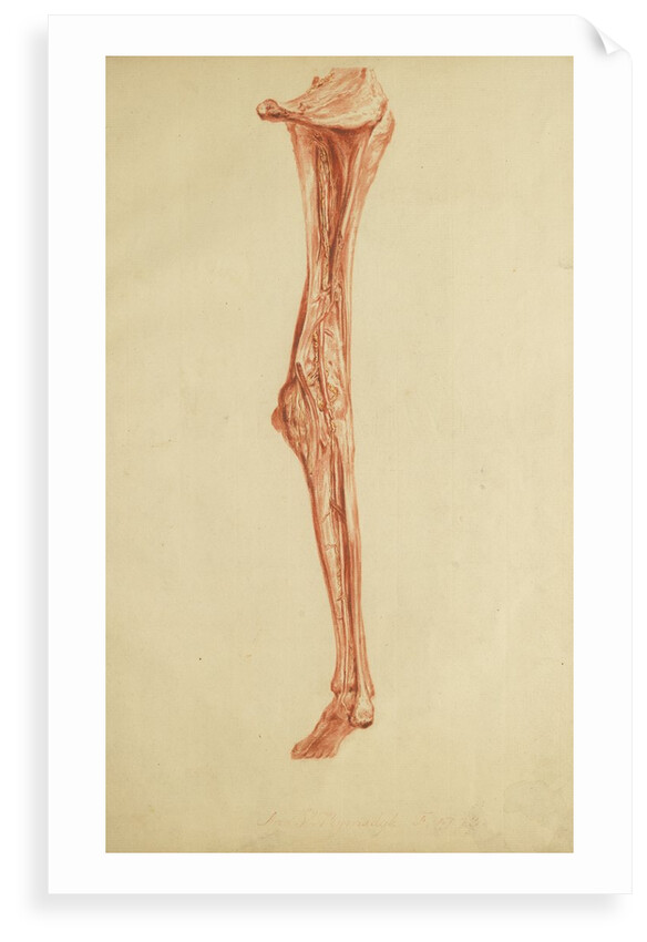 Anatomical study of leg and foot by Andreas van Rymsdyk