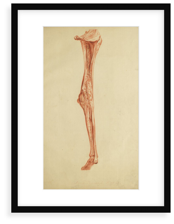Anatomical study of leg and foot by Andreas van Rymsdyk