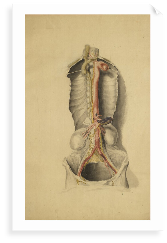 Anatomical study of the thoracic duct by Thomas Bonnor