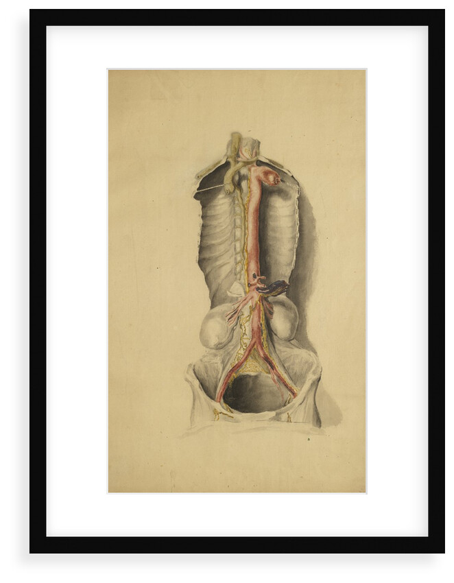 Anatomical study of the thoracic duct by Thomas Bonnor