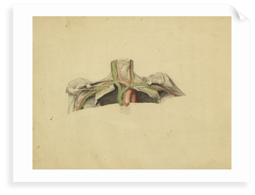 Anatomical study of the thoracic duct by Thomas Bonnor
