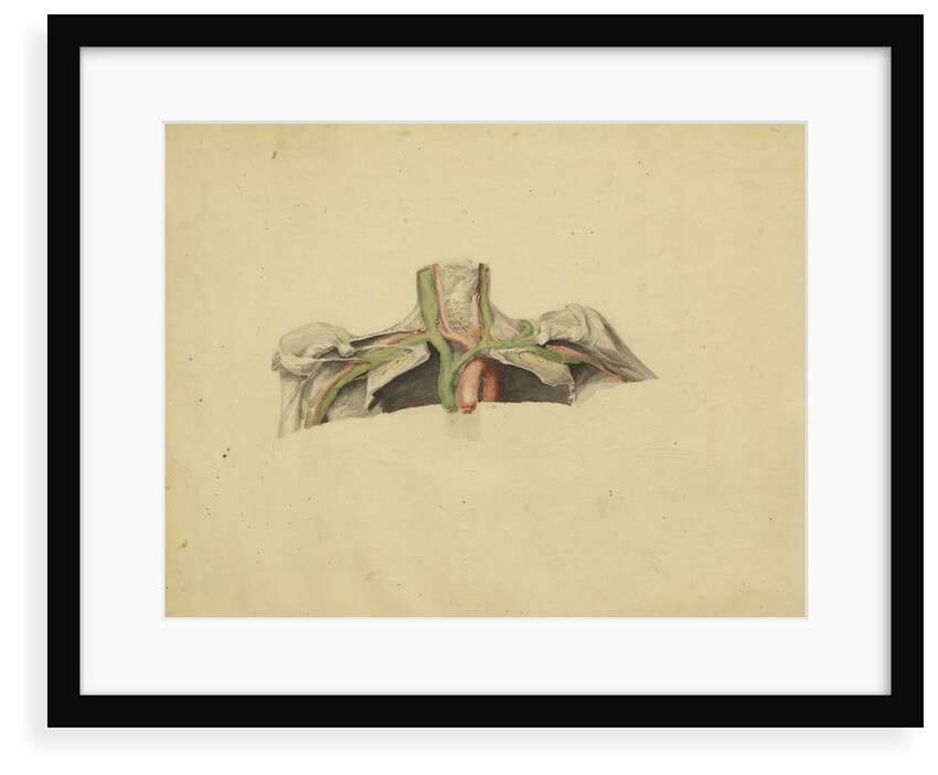Anatomical study of the thoracic duct by Thomas Bonnor