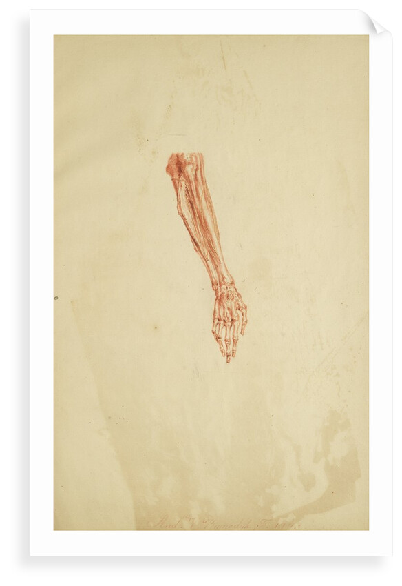 Anatomical study of forearm and hand by Andreas van Rymsdyk