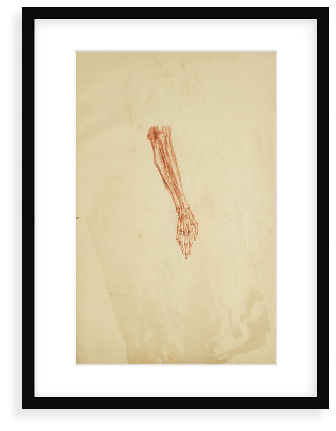 Anatomical study of forearm and hand by Andreas van Rymsdyk