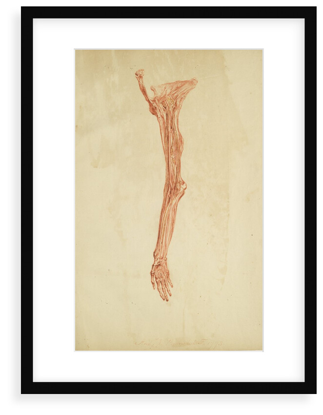 Anatomical study of arm and hand by Andreas van Rymsdyk