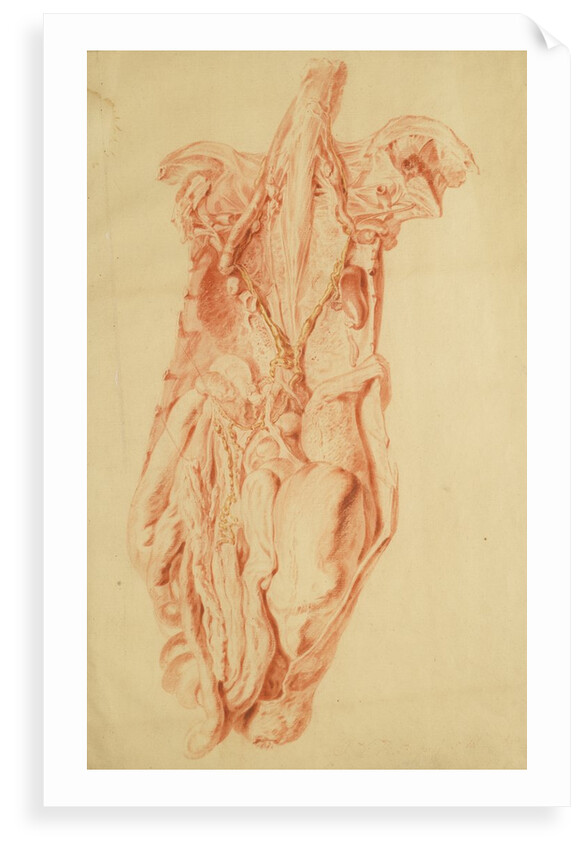 Anatomical study of the human torso by Jan van Rymsdyk
