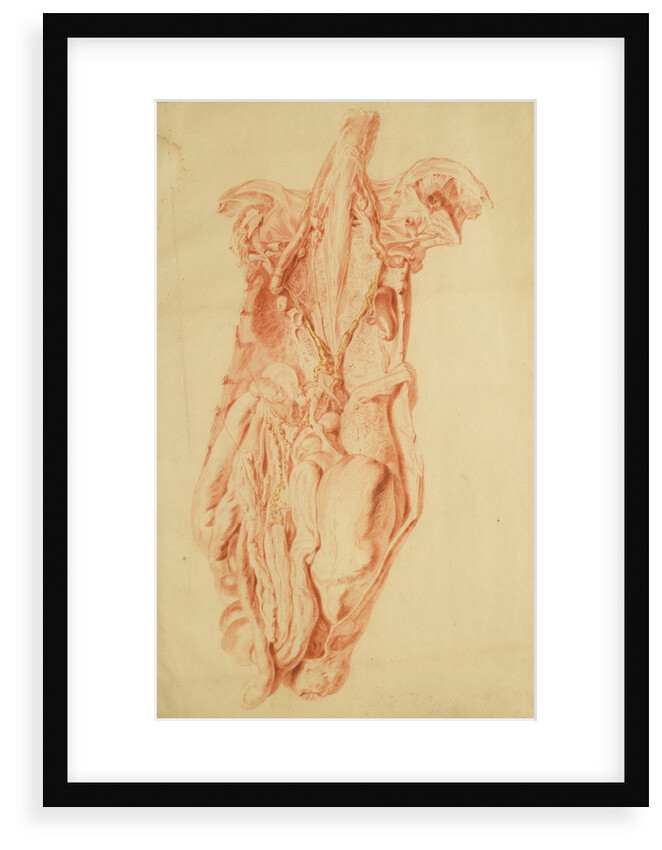 Anatomical study of the human torso by Jan van Rymsdyk