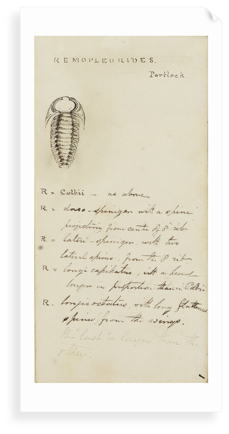 Remopleurides, genus of trilobite by Henry James