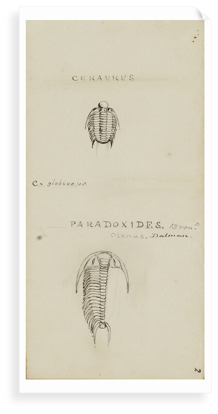 Ceraures and Paradoxides, genera of trilobite by Henry James