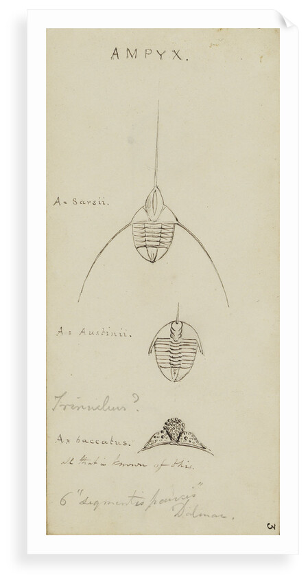 Ampyx, genus of trilobite by Henry James