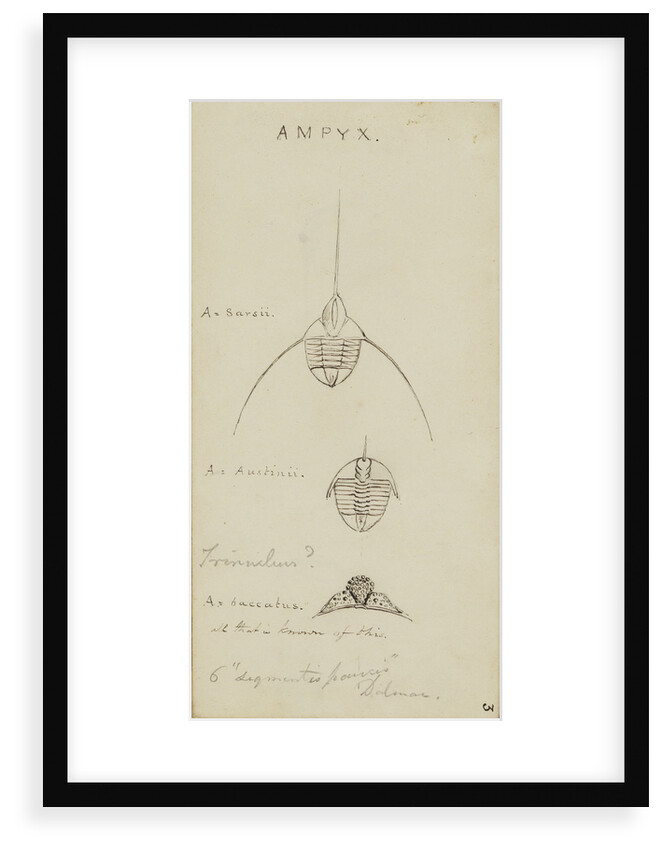 Ampyx, genus of trilobite by Henry James