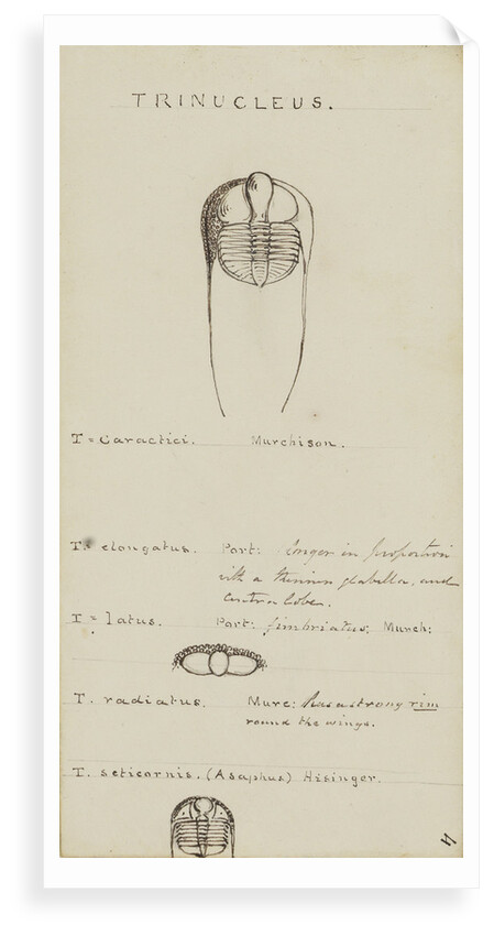 Trinucleus, genus of trilobite by Henry James