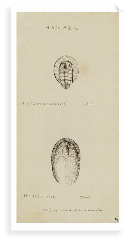 Harpes, genus of trilobite by Henry James