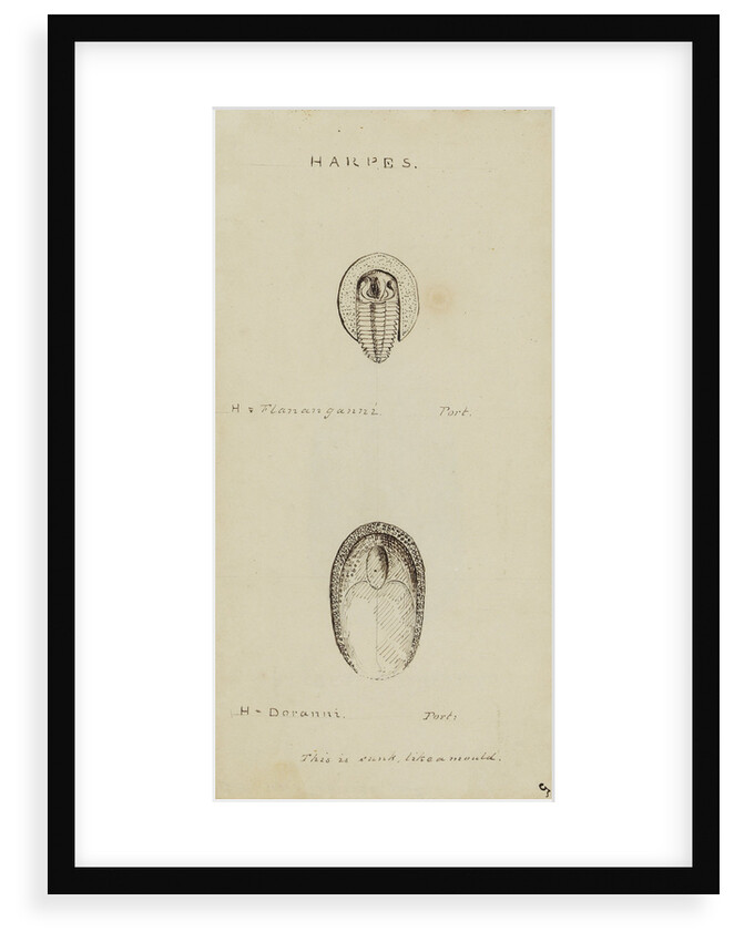 Harpes, genus of trilobite by Henry James