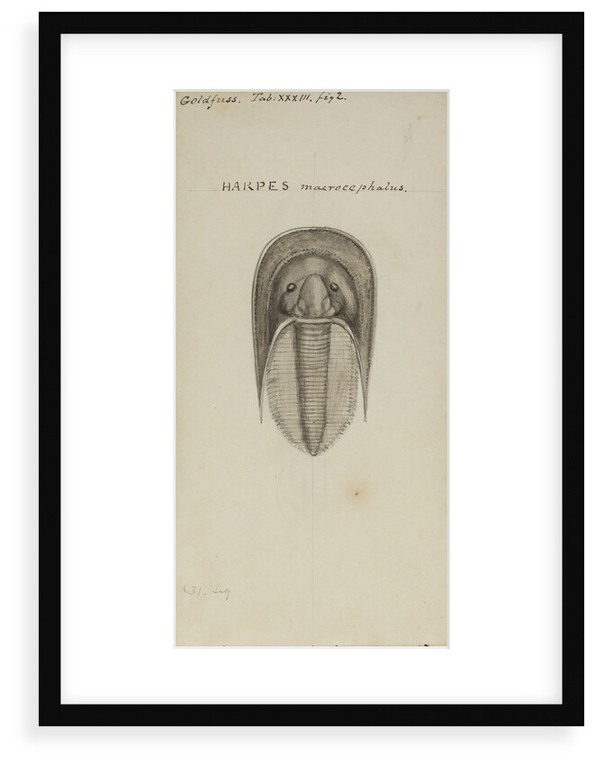Harpes macrocephalus, species of trilobite by Henry James