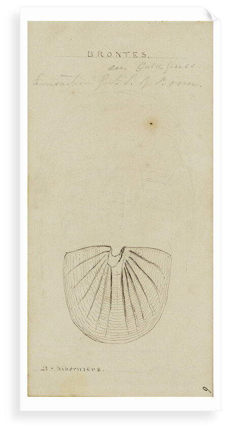 Brontes, genus of trilobite by Henry James