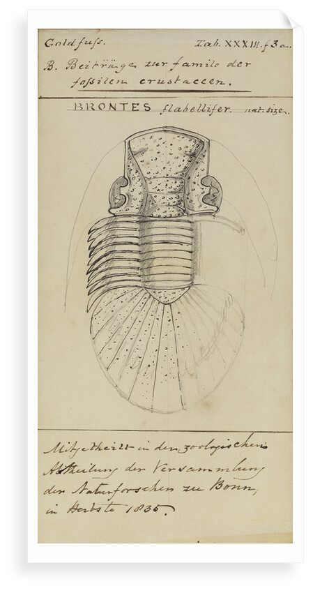 Brontes flabellifer, species of trilobite by Henry James