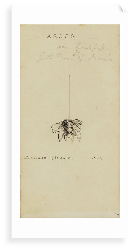 Arges, genus of trilobite by Henry James