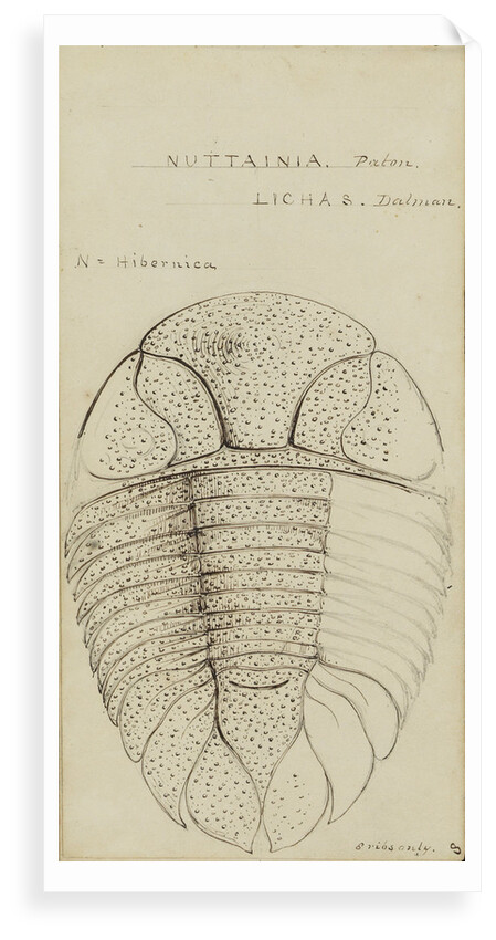 Nuattainia and Lichas, species of trilobite by Henry James
