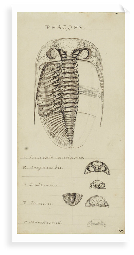 Phacops, genus of trilobite by Henry James