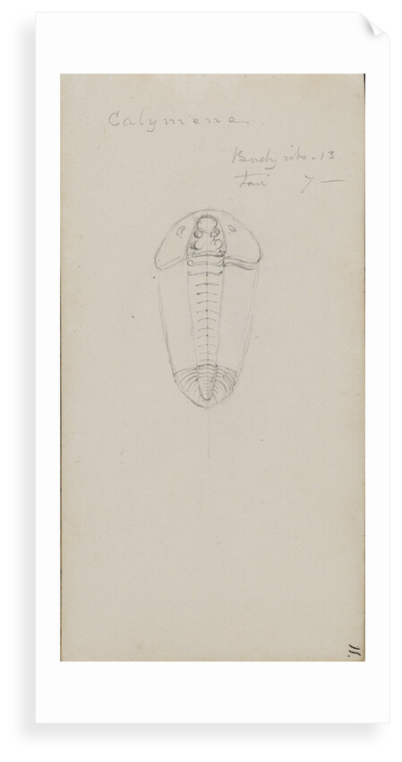 Calymene, genus of trilobite by Henry James