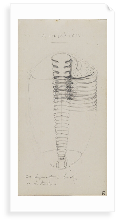 Amphion, genus of trilobite by Henry James