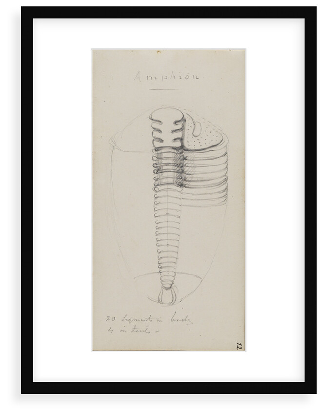 Amphion, genus of trilobite by Henry James