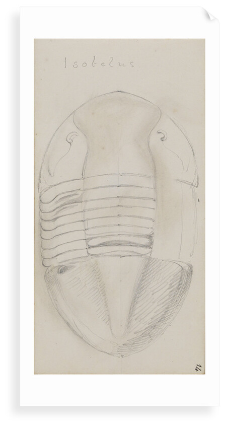 Isotelus, genus of trilobite by Henry James