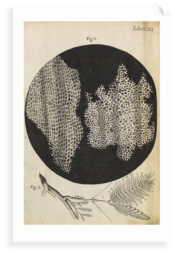 Microscopic view of cells in a sliver of cork by Robert Hooke