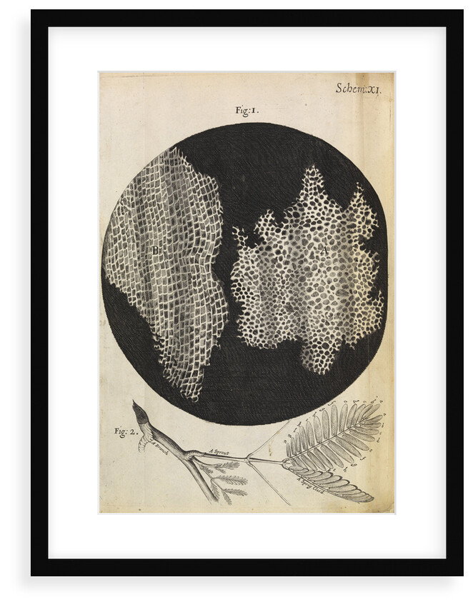 Microscopic view of cells in a sliver of cork by Robert Hooke