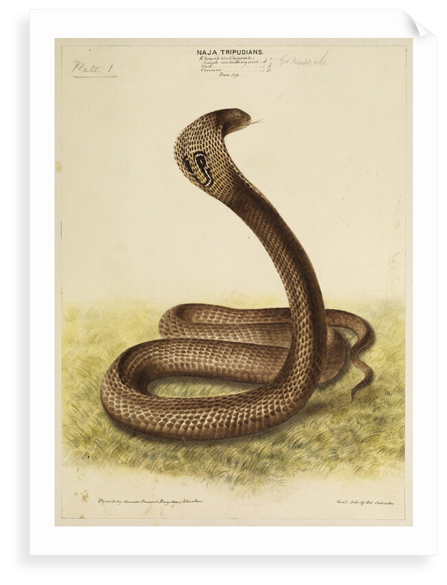 Indian cobra by Annada Prasad Bagchi