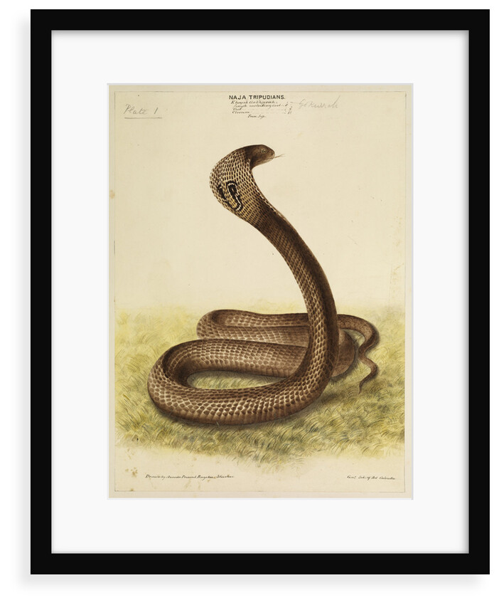 Indian cobra by Annada Prasad Bagchi