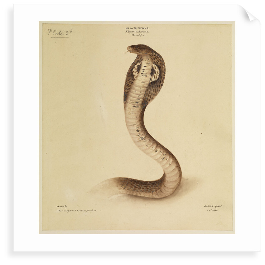 Indian cobra by Annada Prasad Bagchi