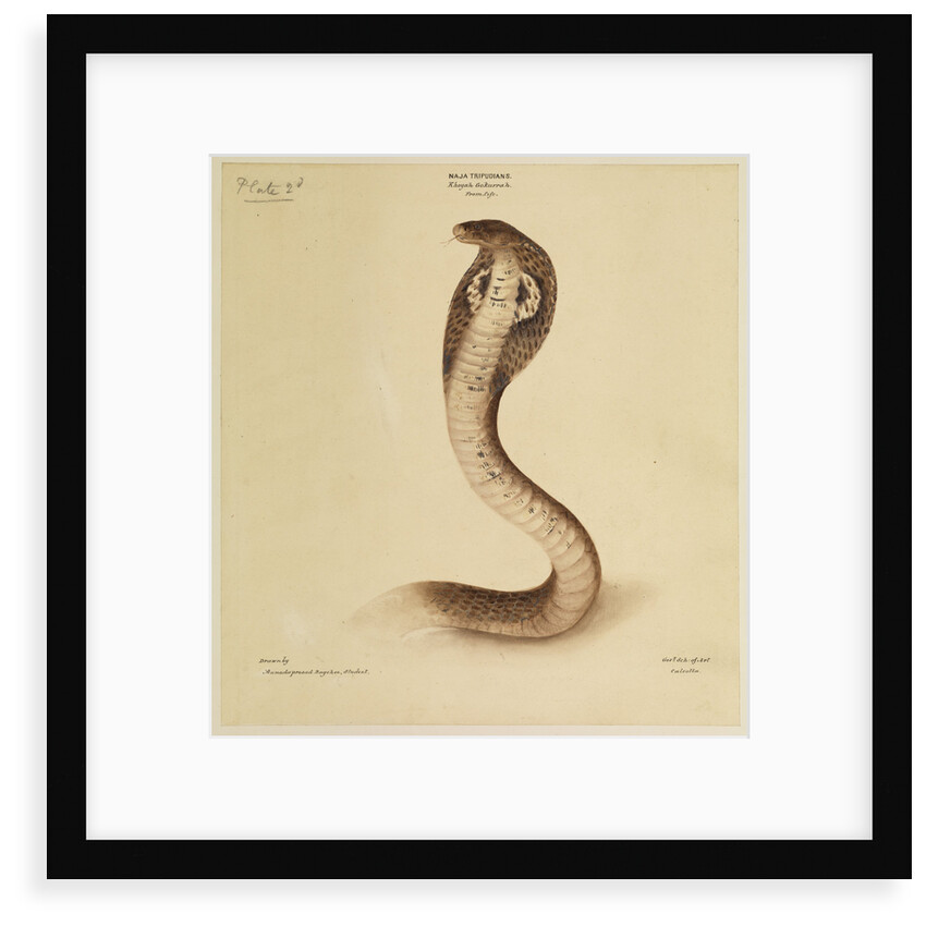 Indian cobra by Annada Prasad Bagchi