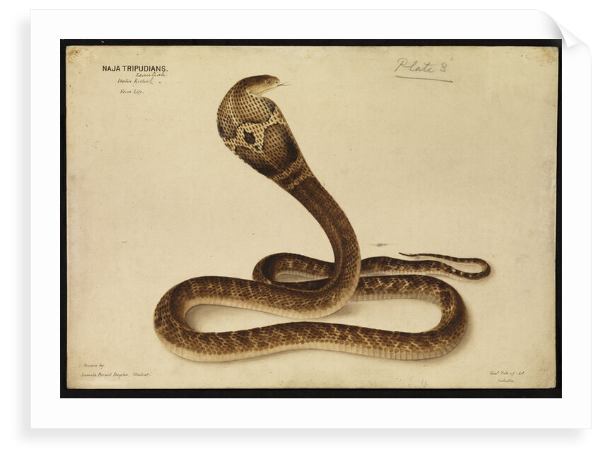 Indian cobra by Annada Prasad Bagchi