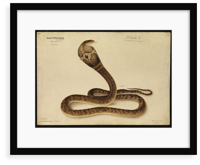 Indian cobra by Annada Prasad Bagchi